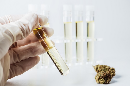 Cannabs testing laboratory