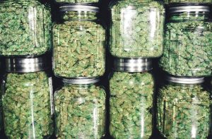 Cannabis in Pontiac MI